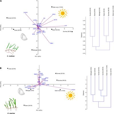 Daily Regulation of Key Metabolic Pathways in Two Seagrasses Under Natural Light Conditions